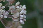 Pinewoods milkweed